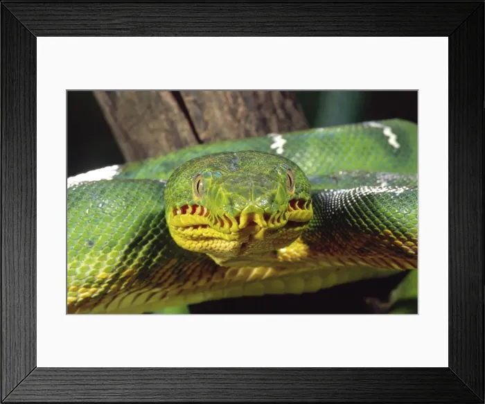 Framed Print : DDE-90036902 Framed Print : DDE-90036902