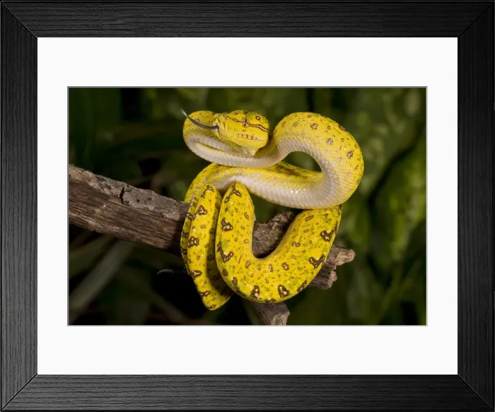 Framed Print : DDE-90036904 Framed Print : DDE-90036904