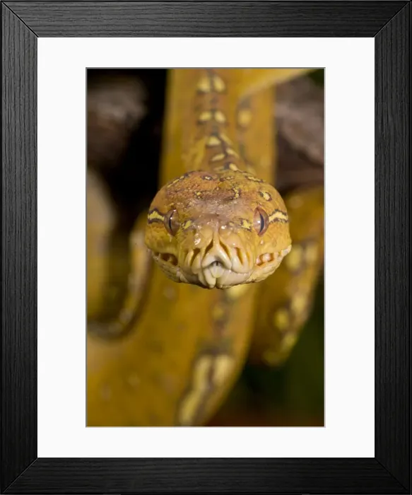 Framed Print : DDE-90036905 Framed Print : DDE-90036905