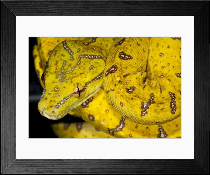 Framed Print : DDE-90036903 Framed Print : DDE-90036903
