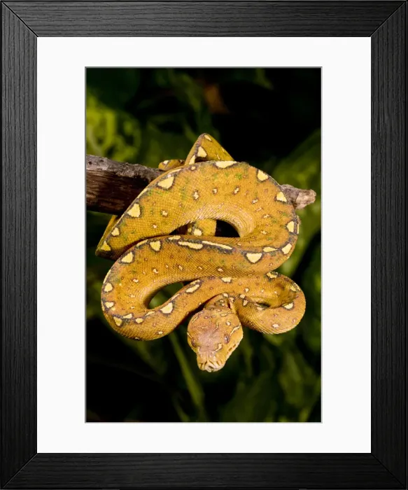 Framed Print : DDE-90036906 Framed Print : DDE-90036906
