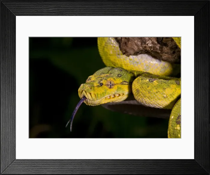 Framed Print : DDE-90036907 Framed Print : DDE-90036907