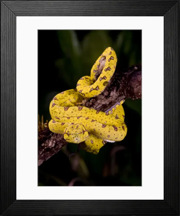 Framed Print : DDE-90036908 Framed Print : DDE-90036908