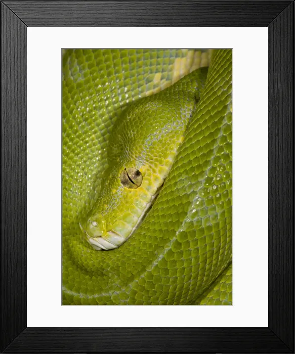 Framed Print : DDE-90036910 Framed Print : DDE-90036910