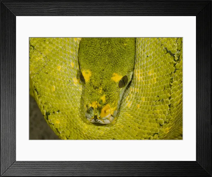 Framed Print : DDE-90036909 Framed Print : DDE-90036909