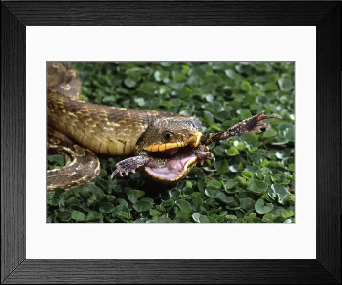 Framed Print : DDE-90036911 Framed Print : DDE-90036911