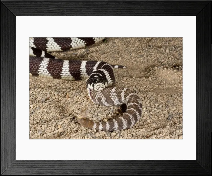 Framed Print : DDE-90036912 Framed Print : DDE-90036912