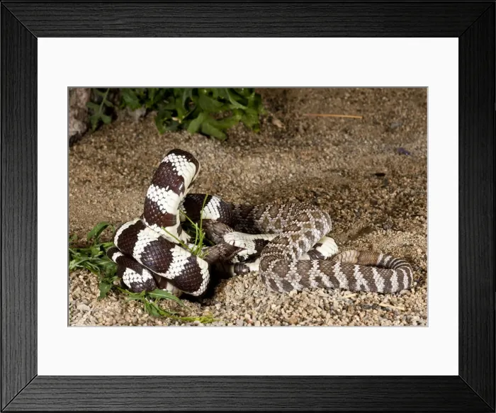 Framed Print : DDE-90036913 Framed Print : DDE-90036913