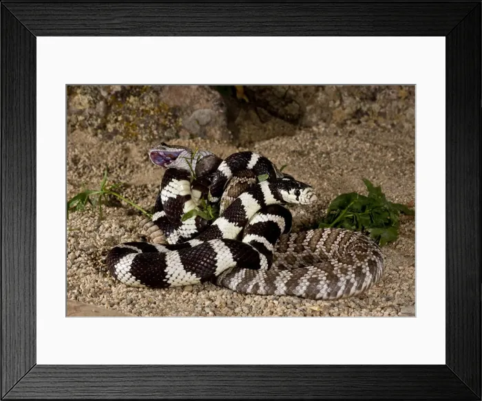 Framed Print : DDE-90036914 Framed Print : DDE-90036914