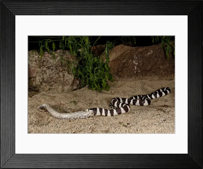 Framed Print : DDE-90036916 Framed Print : DDE-90036916