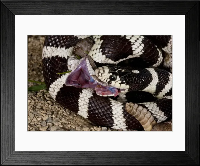 Framed Print : DDE-90036915 Framed Print : DDE-90036915