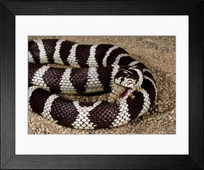 Framed Print : DDE-90036917 Framed Print : DDE-90036917