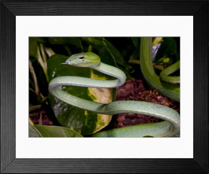 Framed Print : DDE-90036919 Framed Print : DDE-90036919