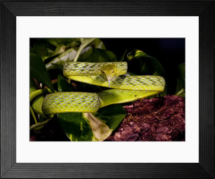 Framed Print : DDE-90036918 Framed Print : DDE-90036918