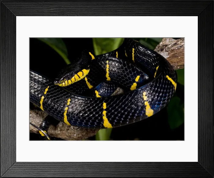 Framed Print : DDE-90036920 Framed Print : DDE-90036920