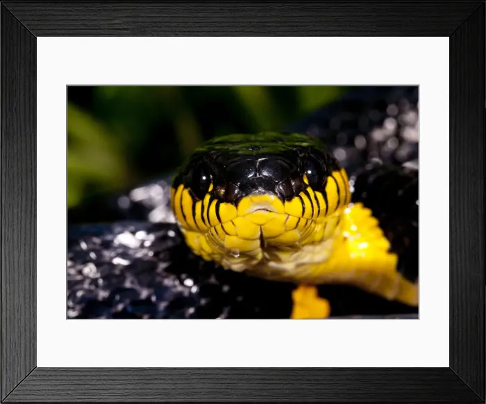 Framed Print : DDE-90036922 Framed Print : DDE-90036922