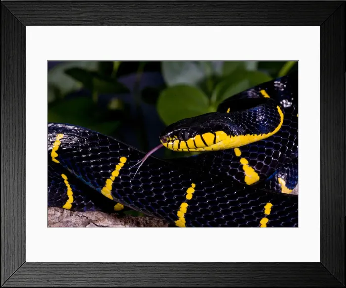 Framed Print : DDE-90036921 Framed Print : DDE-90036921