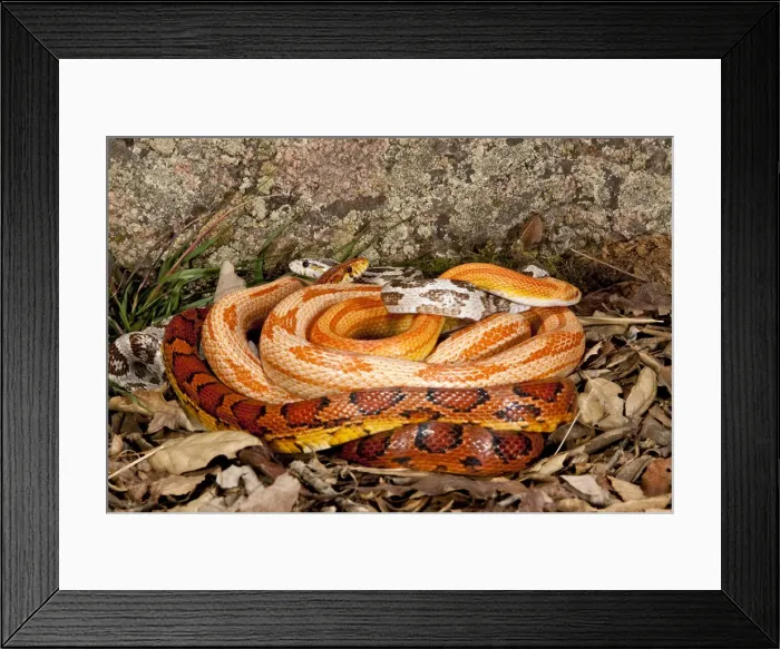 Framed Print : DDE-90036923 Framed Print : DDE-90036923