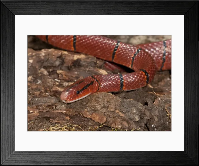 Framed Print : DDE-90036925 Framed Print : DDE-90036925