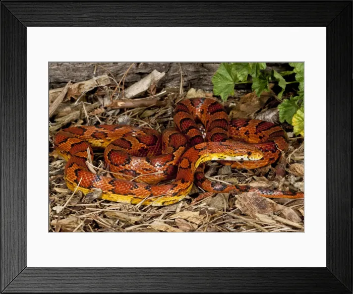 Framed Print : DDE-90036924 Framed Print : DDE-90036924