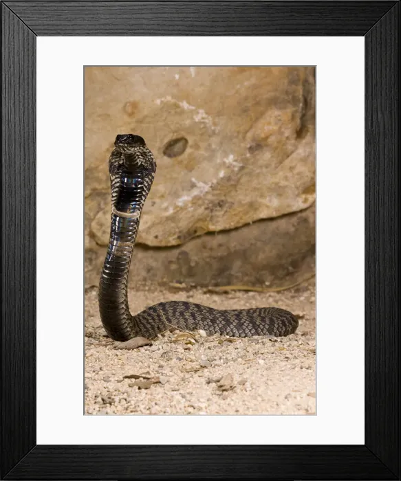 Framed Print : DDE-90036927 Framed Print : DDE-90036927