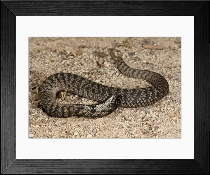 Framed Print : DDE-90036926 Framed Print : DDE-90036926