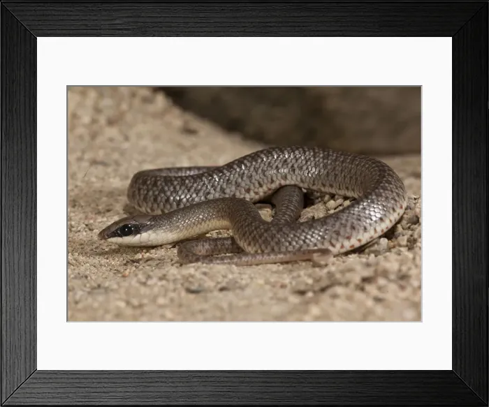 Framed Print : DDE-90036928 Framed Print : DDE-90036928