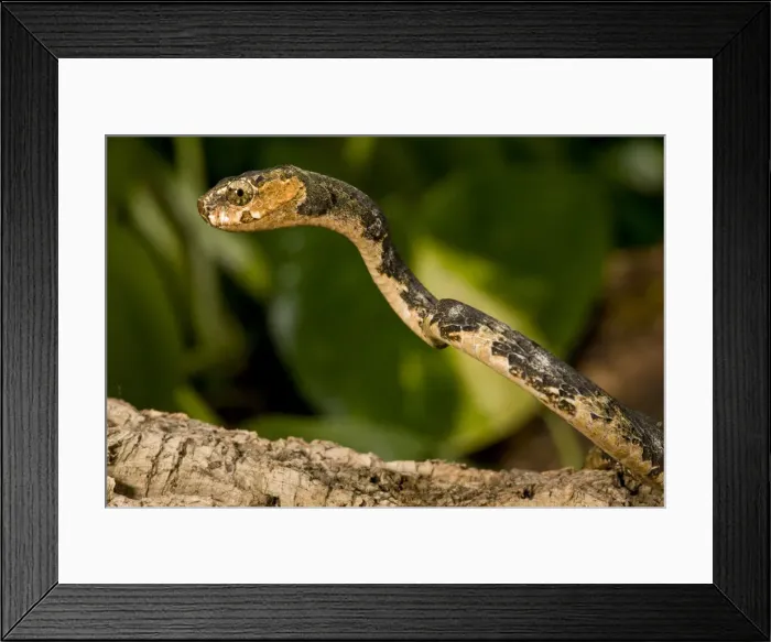 Framed Print : DDE-90036929 Framed Print : DDE-90036929