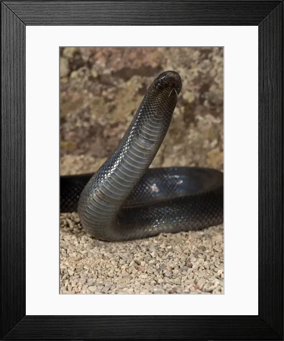 Framed Print : DDE-90036930 Framed Print : DDE-90036930