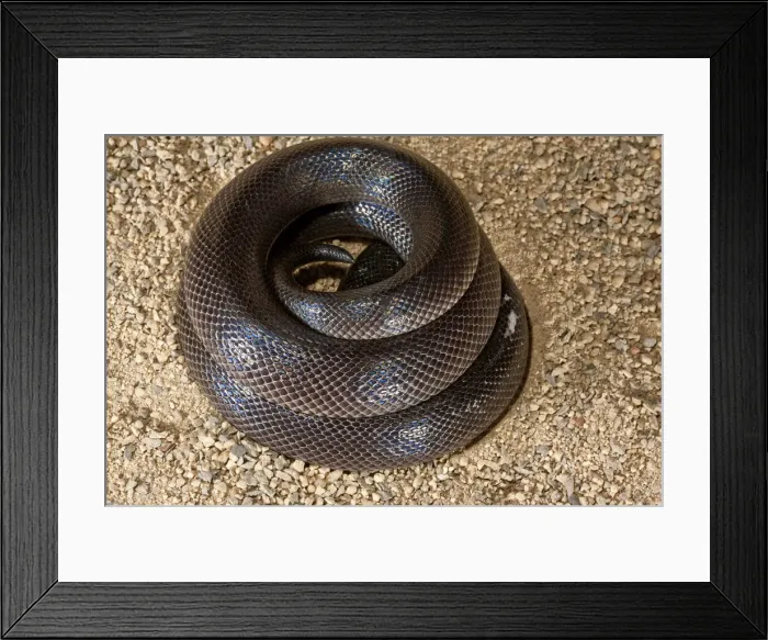 Framed Print : DDE-90036931 Framed Print : DDE-90036931