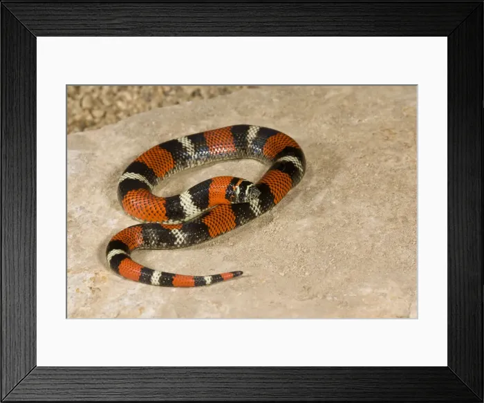 Framed Print : DDE-90036932 Framed Print : DDE-90036932