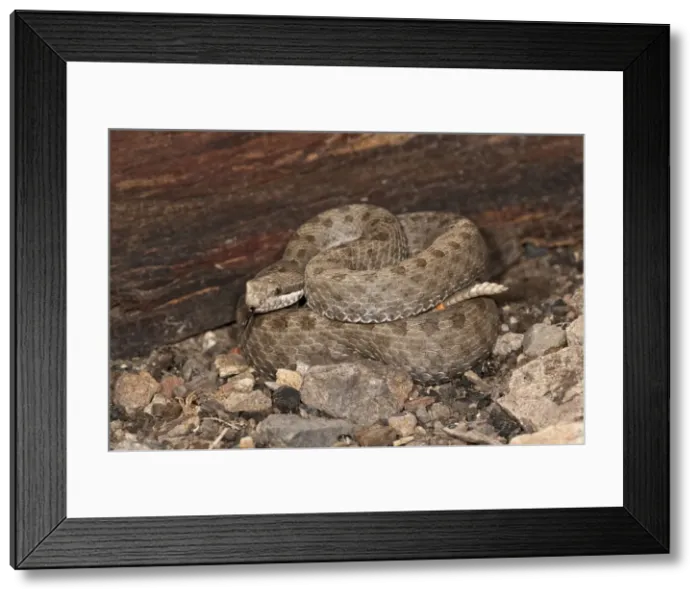 Framed Print : DDE-90036934 Framed Print : DDE-90036934