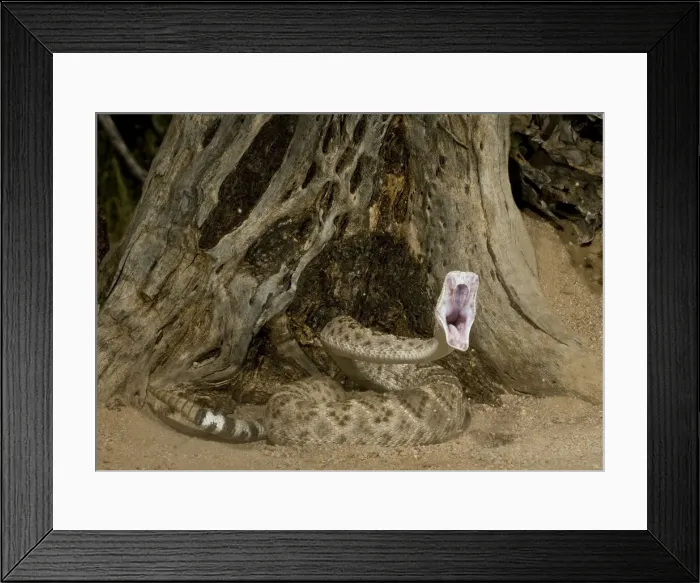 Framed Print : DDE-90036935 Framed Print : DDE-90036935