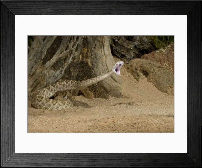 Framed Print : DDE-90036936 Framed Print : DDE-90036936