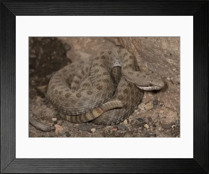 Framed Print : DDE-90036933 Framed Print : DDE-90036933