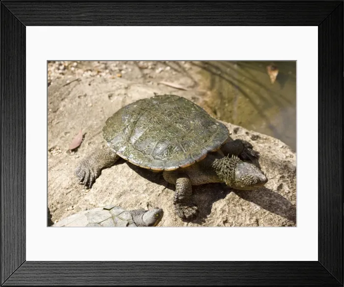 Framed Print : DDE-90036937 Framed Print : DDE-90036937