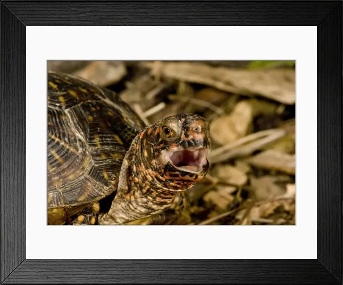 Framed Print : DDE-90036938 Framed Print : DDE-90036938