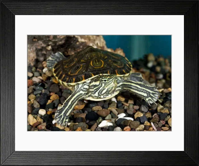 Framed Print : DDE-90036939 Framed Print : DDE-90036939