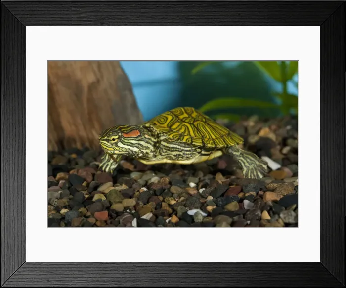 Framed Print : DDE-90036940 Framed Print : DDE-90036940