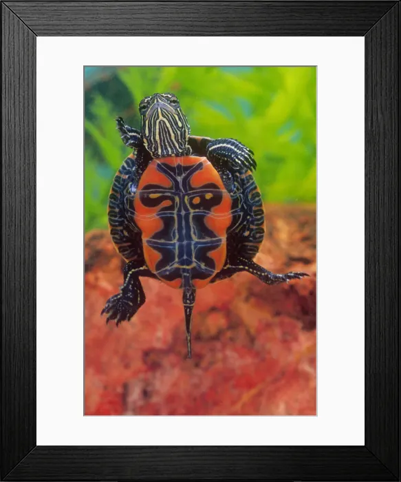 Framed Print : DDE-90036941 Framed Print : DDE-90036941