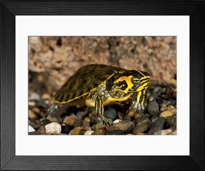 Framed Print : DDE-90036942 Framed Print : DDE-90036942