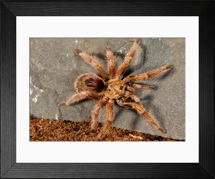 Framed Print : DDE-90036944 Framed Print : DDE-90036944