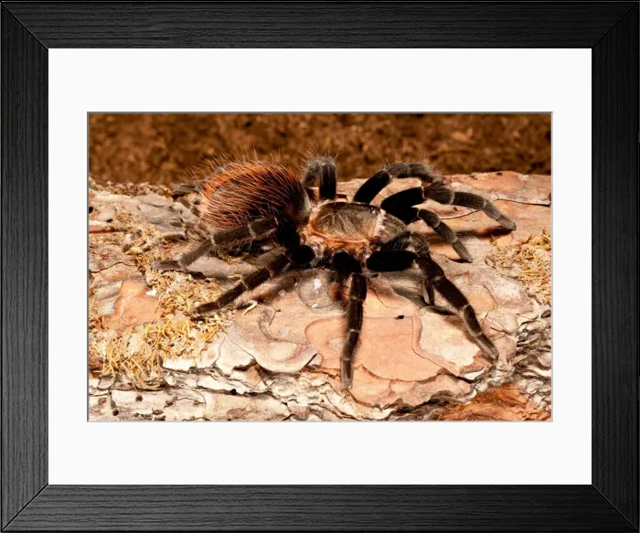 Framed Print : DDE-90036943 Framed Print : DDE-90036943