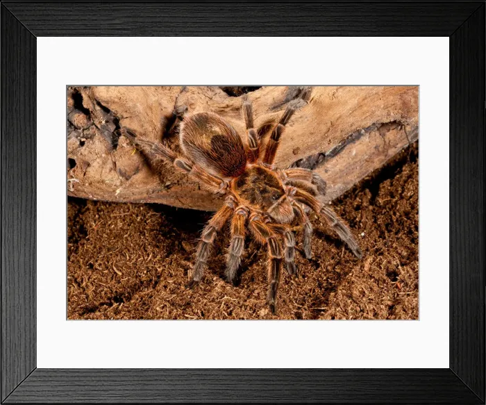 Framed Print : DDE-90036946 Framed Print : DDE-90036946