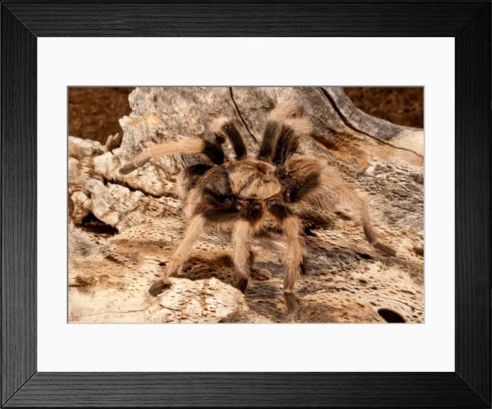 Framed Print : DDE-90036947