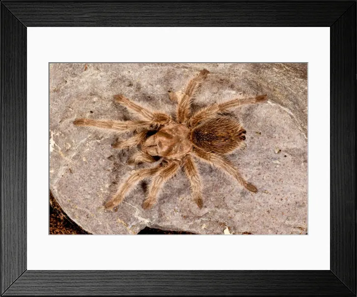 Framed Print : DDE-90036945 Framed Print : DDE-90036945