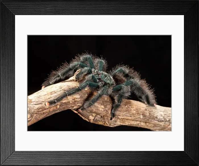 Framed Print : DDE-90036948 Framed Print : DDE-90036948