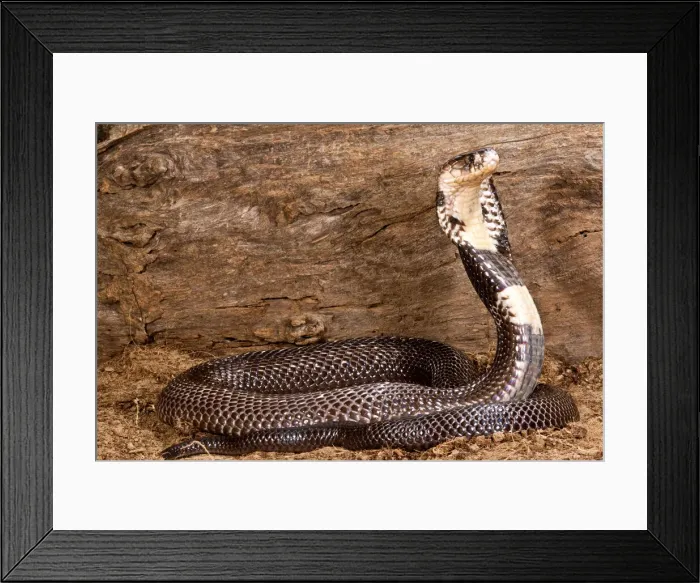 Framed Print : DDE-90036949 Framed Print : DDE-90036949