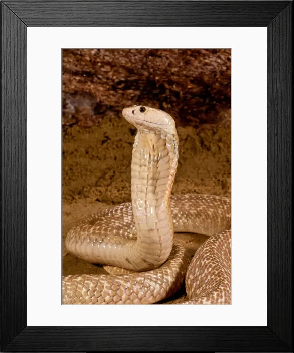 Framed Print : DDE-90036951 Framed Print : DDE-90036951