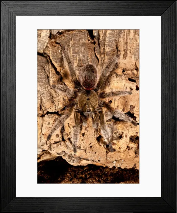 Framed Print : DDE-90036950 Framed Print : DDE-90036950